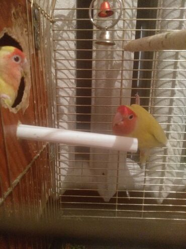 Птицы: Продаю попугай неразлучник спокойные когда держишь не кусается умные