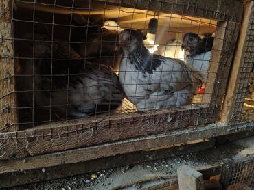 Cücələr: Selebrsiz Cuceleri /toyuqlar qrupu Sağlam və baxımlı cücələr — 5