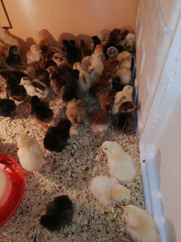 Продам цыплят домашних недельных, пропоены, оптом