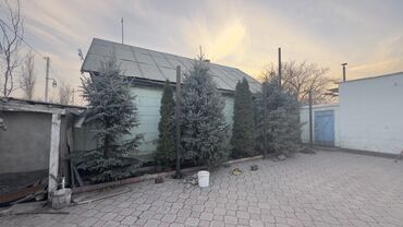 Декоративные деревья: Саженцы деревьев: Ели, Самовывоз — 1