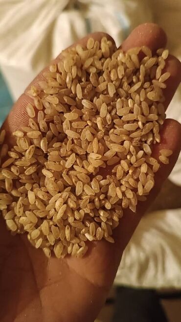 bioaqua набор с рисом цена бишкек: Семена и саженцы Риса, Бесплатная доставка