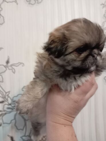 ov itləri: Pekines, 1 ay, Erkek, Cütləşmə üçün, Rayonlara çatdırılma, Ödənişli çatdırılma, Pulsuz çatdırılma