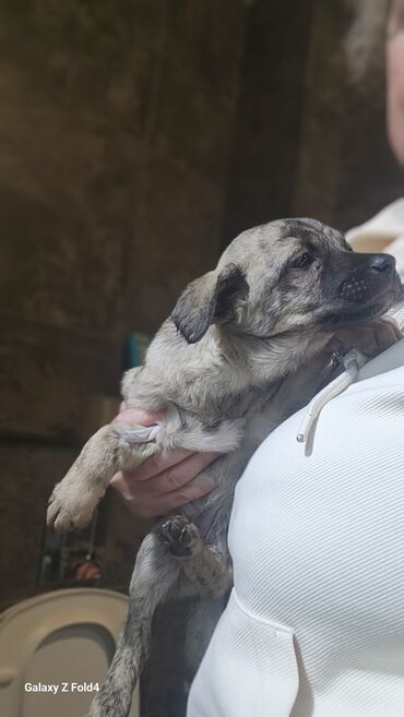 Продажа собак: Отдам в хорошие руки! Щенки метисов - Милые щенки с короткой густой — 15