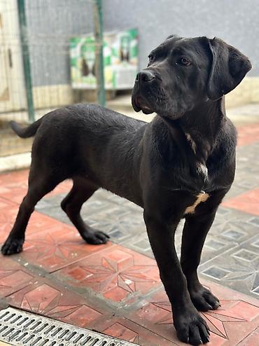 İtlər: 2 Ədəd Erkək və Dişi. Cane Corso Təmiz Qan – həm həyət, həm də ailə — 7