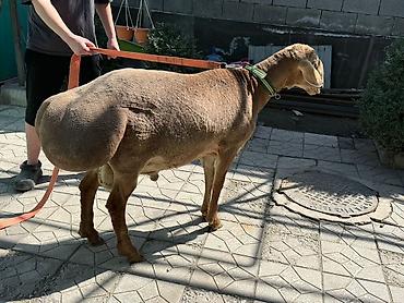 Баран, овца: Продаю | Баран (самец) | Арашан | Для разведения — 5