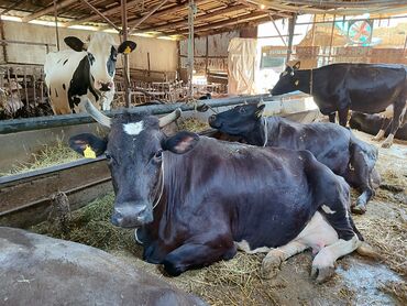 Коровы, быки: Продаю | Корова (самка) | Голштин | Для молока | Привязанные — 5
