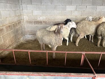 Бараны, овцы: Продаю | Овца (самка) | На забой | Матка, Ярка — 16