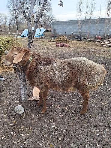 Баран, овца: Продаю | Баран (самец) | Для разведения — 2