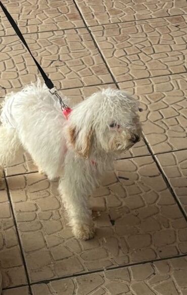 той пудель цена в баку: Pudel, 4 ay, Dişi, Ünvandan götürmə