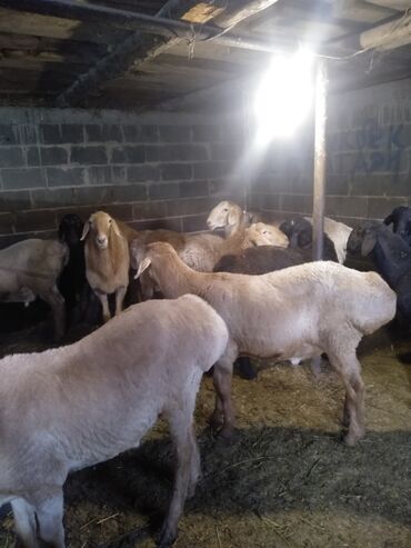 коровы животные: Сатам | Кочкор (эркек) | Көбөйтүү үчүн | Асыл тукумдуу