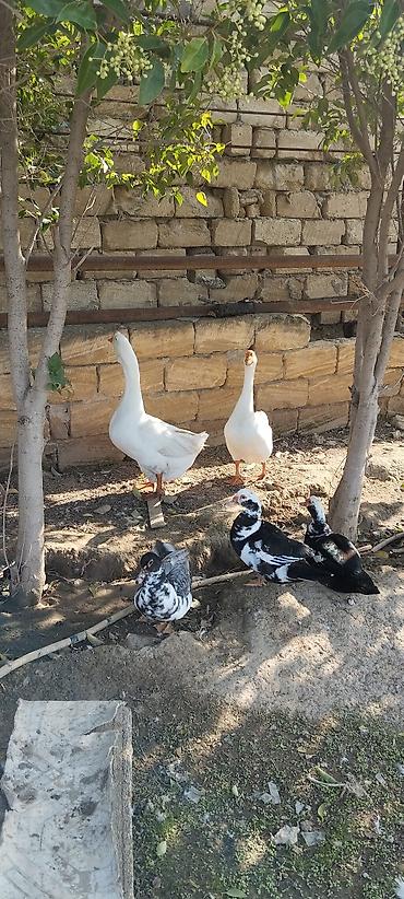 derzi quşu: Xalmaqorla qarişıqdır 6 aylıq tam sağlam 2 ədəddir 2də erkəkdir qiymət — 4