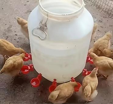 Su və yem qabları: Məhsul: Avtomatik su qabı fincanı (toyuq və digər quşlar üçün) Topdan — 4