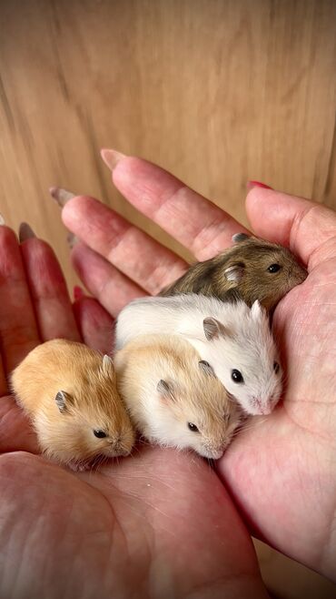 Хомяки: Продаются хомячки джунгарские, сирийские, ангорские пушистые хомячки — 26
