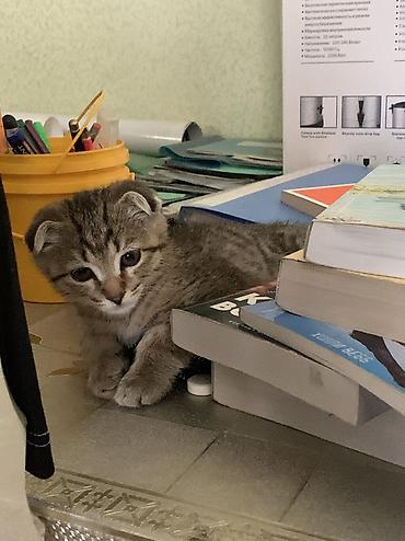 карлик сибрайт: Скотиш Фолд (Шотландская вислоухая), 5 месяцев, Мальчик, Приучена к лотку — 4