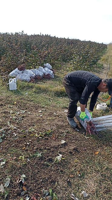 жер тошок бу: Саженцы малины Полана. 30 сом 1000 ден көп алсаңар 25 тен — 9