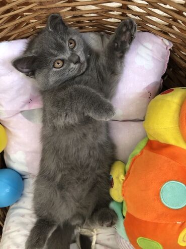 Pişiklər: Britan, Dişi, Erkək, Ünvandan götürmə — 16