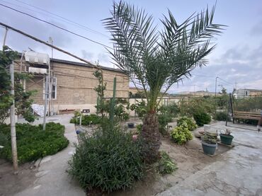 hibiskus agaci: Bu xurma ağacı hər hansı bir landşafta tropik bir toxunuş qatmaq üçün