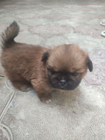 İtlər: Pekines, 1 ay, Dişi