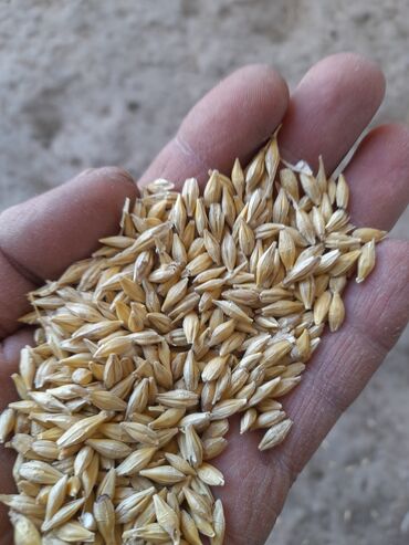 цена пшеницы в бишкеке 2022: Ячмень 17 сом есть 3 тонны