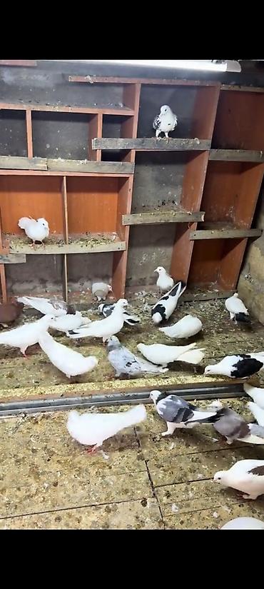 ordək balasi və cucə: Texmini 30 eded heyvan var içinde nişanli heyvanlar var gorunduyu — 3