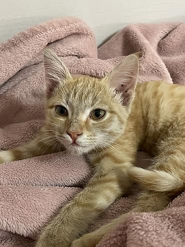жалал абад кошки: Кошка даром: Беспородная, 2 месяца, Мальчик — 1