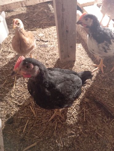 Cücələr: Toyuq cücələri, Ətlik — 7