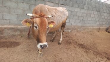 животные корова: Продаю | Корова (самка), Музоо, торпок | Алатауская | Для молока | Племенные