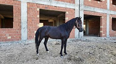 животные в добрые руки баку: Rengi zil qara boy.1.44-1.45 yorgasina soz ola bilmez 50-yə yaxin — 2