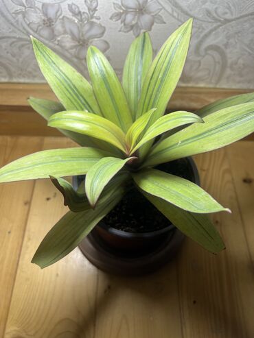 Xalçalar: Xalça — 66