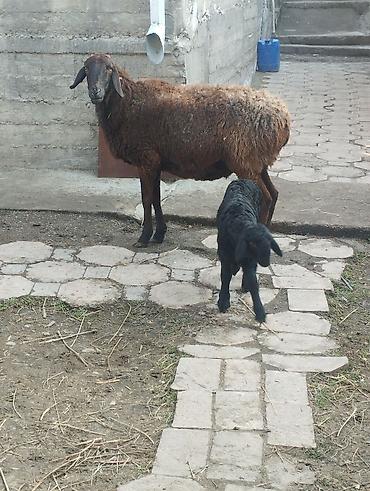 Баран, овца: Продаю | Овца (самка) | Для разведения | Матка — 4