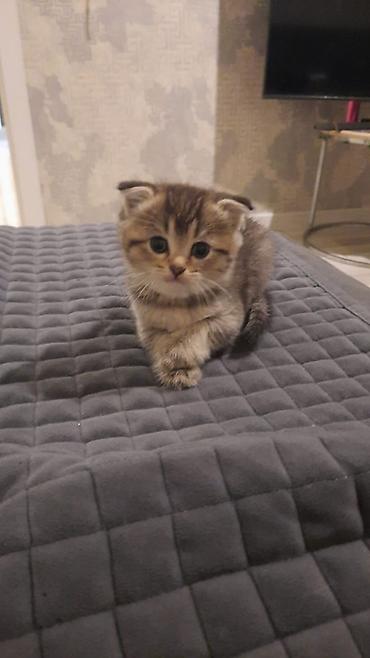 Кошки: Шотландская вислоухая — 1