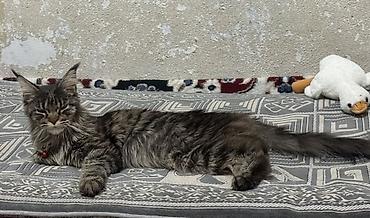 🐈 Продам кошку породы мейн-кун ✨ Породистая кошечка, возраст — 10,5 at lalafo.kg 🐈 Продам кошку породы мейн-кун ✨ Породистая кошечка, возраст — 10,5