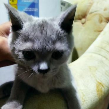 пародистый кошка: Британский короткошёрстный котёнок, окрас голубой (серый). Плюшевая — 3