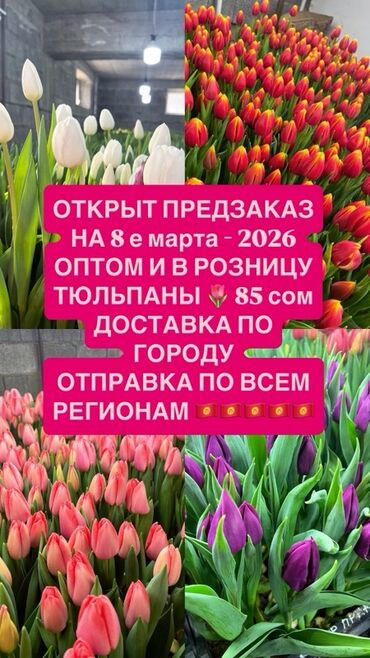купить луковицы тюльпанов оптом из голландии: Предлагаются тюльпаны различных оттенков для предзаказа к 8 марта 2026