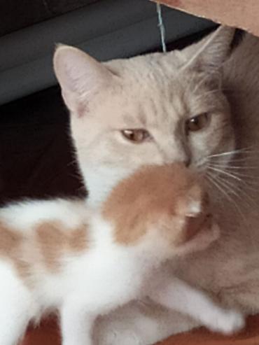 Pişiklər: Yaxşı əllərə, Ödənişli çatdırılma — 6