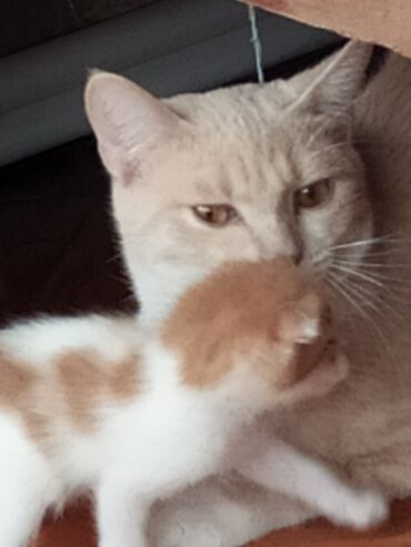 Su və yem qabları: Məhsul: Pişiklər üçün 3 bölməli yem və su qabı dəsti Təsvir: - Üç — 8