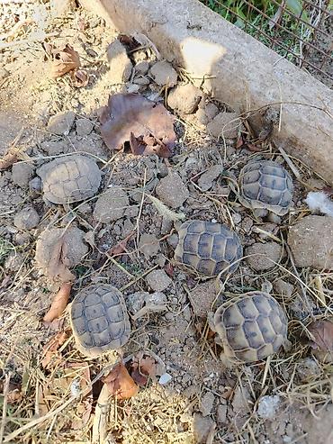 tısbağa satışı: Quru tisbagasinin Balaları Satılır. Qiymət 1 ədədine aitdi — 1