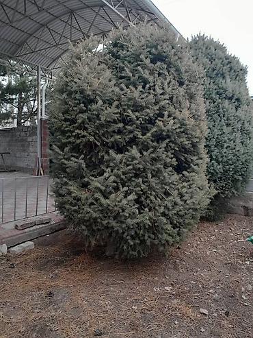 Другие декоративные деревья: Все за 20тыс голубые клипрост высокие хорошие пышные, не болеют — 16