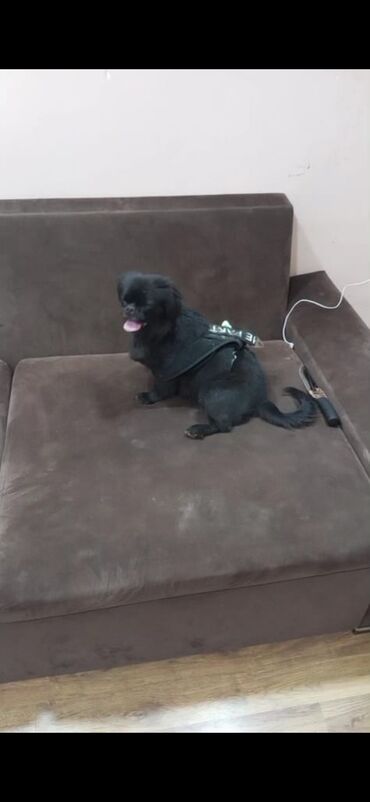 RAF: Pekines, 1 il, Dişi