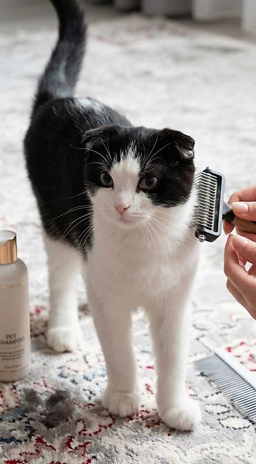 Продажа кошек: Порода:полукровка шотландская вислоухая (Scottish Fold), окрас — 2