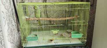 мел для животных: Александровский попугай