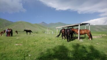 туристическая виза в мексику для кыргызстанцев: Кымызолечение в Чоң-Кемине🏔 130км от Бишкека🛣 Хорошие условия