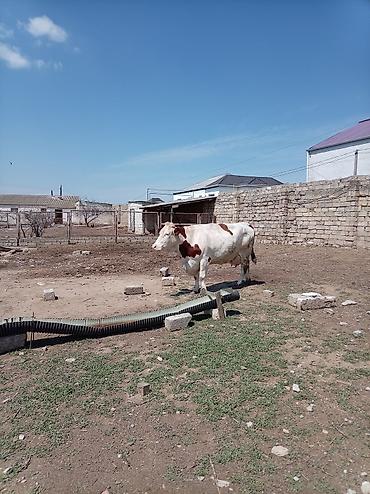 Inəklər, öküzlər: Südlük inək – 4 baş - Cins: qarışıq südlük (qara-ağ və ağ-qəhvəyi — 1