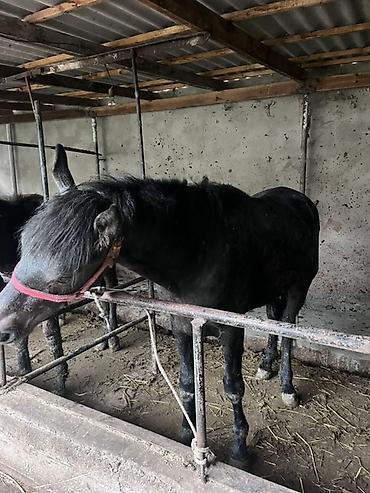 Лошади, кони: Продаю | Конь (самец) | Рабочий — 8