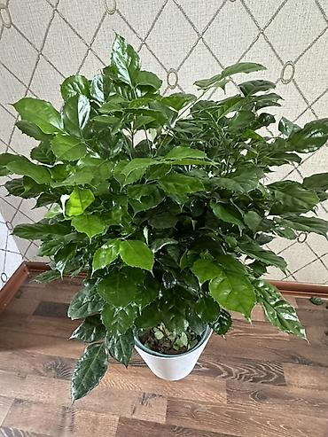 кофе арабика: Кофейное дерево (Coffea arabica) в декоративном горшке. - Пышная — 2