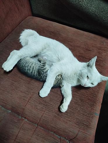 черепаховая кошка: Кошка даром: Русская голубая, Девочка — 3