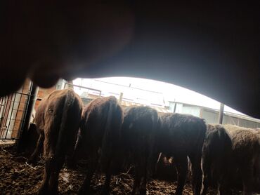 Коровы, быки: Продаю | Бык (самец) | На откорм — 10