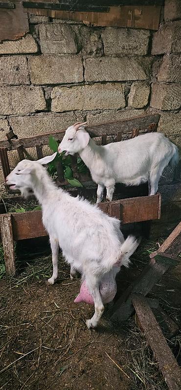 hələp keciləri: Sanen keçileri satılır 3eded 650 manat unvan ceyranbatan — 3