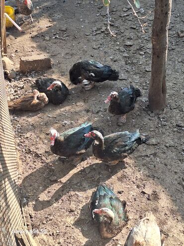 Toyuqlar: Təsərrüfat üçün müxtəlif ev quşları - Toyuqlar və xoruz: şəkillərdə — 8