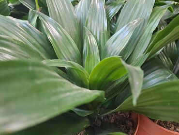 Vaze i saksije: Yucca, Drvo Zivota, 70 centimetara sa prve slike je 1500, Spatifilum — 6